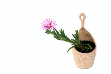Cactus and succulent in crochet hanging planter isolated on white background.