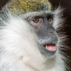 tier, wild lebende tiere, südliche grünmeerkatze, säugetier, wild, natur, portrait, gesicht