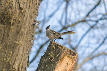 Pequeña ave parada en un tronco con cielo de fondo
