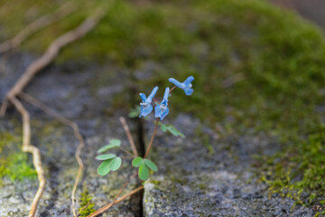A feast of spring flowers in the hills of the park on a spring day