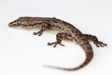 House lizard isolated on white background.