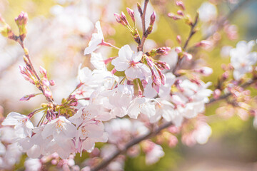 桜