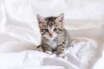 Fototapeta na wymiar Funny wet striped tabby cute kitten sitting after taking bath on white bed. Clean kitty pet