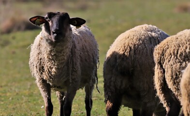 Fototapeta premium moutons