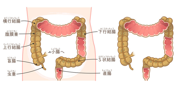 大腸の断面イラスト
