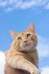 Lindo gato naranja mirando al cielo con fondo de nubes