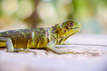 lagarto en calle con pasto y plantas
