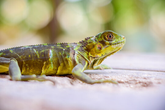 lagarto en calle con pasto y plantas