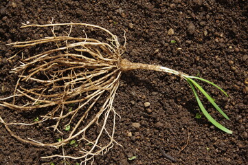 掘り起こしたニラの苗