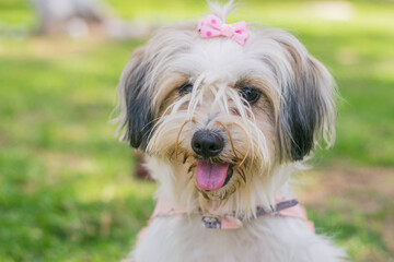 Naklejka na ściany i meble linda perra mestiza con la lengua afuera y lazo en el pelo en el parque