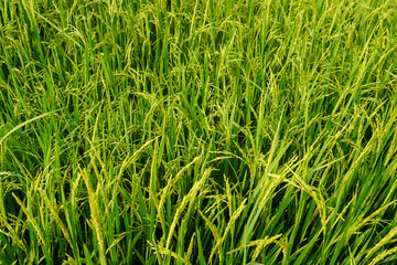 Agriculture rural life with ponds for rice farming, Green young rice plants are growing in paddy field. Agricultural lifestyle concept of Thailand.