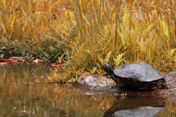 Amazing turtle image with green and golden grass background and perfect reflection in water