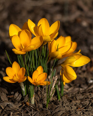 yellow crocus flowers