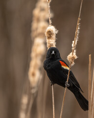 red winged blackbird
