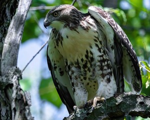red tailed hawk