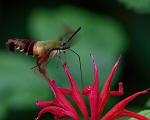 Hummingbird Moth