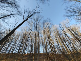 Wide angle picture inside the forest of trees with no leaves and a blue sky