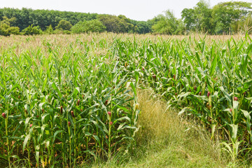 Green corn field, Corn cob on corn field in plantation agriculture Asian