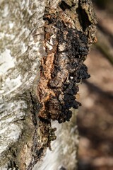 chaga on a tree