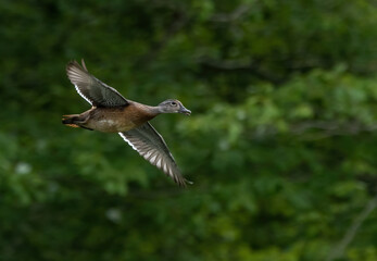 Wood duck