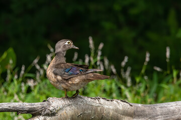 female wood duck