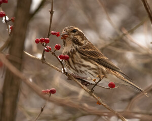 Finch in snow