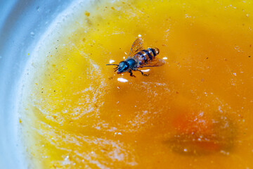 Close up bee On honey In container