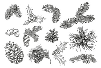 Pine branches isolated hand drawing vector illustration set. Engraved mistletoe, fir or spruce cones and leaves vintage sketch. Plants and Christmas concept