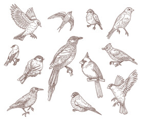 Set of bird species engraved sketches vector illustration. Collection of hand drawn flying cardinal, sparrow, pigeon, eastern bluebird, robin or starling. Nature, wild birds, animal concept