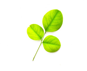 green leaf isolated on white background