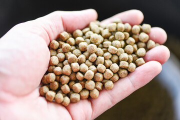 Feed the fish, Close up brown pellets feeds for fish on hand