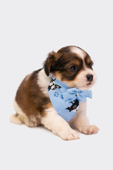 perro pequeño cachorro usando bandana en estudio fotográfico con fondo blanco