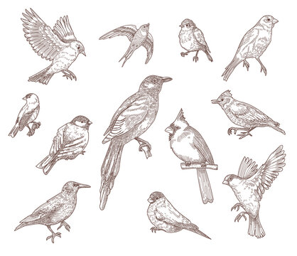 Set Of Bird Species Engraved Sketches Vector Illustration. Collection Of Hand Drawn Flying Cardinal, Sparrow, Pigeon, Eastern Bluebird, Robin Or Starling. Nature, Wild Birds, Animal Concept