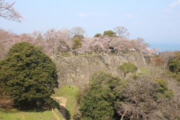 Fototapeta na wymiar 桜風景