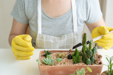 Beautiful Asian woman enjoy planting a small cactus in a clay pot close up. Cactus and houseplant for decoration.
