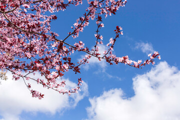 Branches of a blossoming Pissardi plum tree with pink flowers
