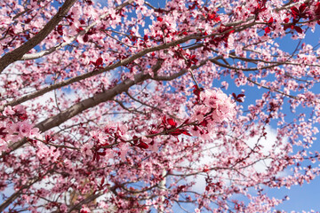 Branches of a blossoming Pissardi plum tree with pink flowers