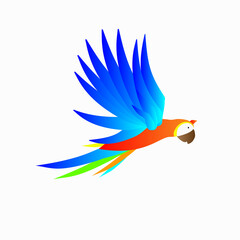 Parrot vector  ilustration