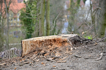 Abgesägter Baumstumpf in Homberg (Efze)