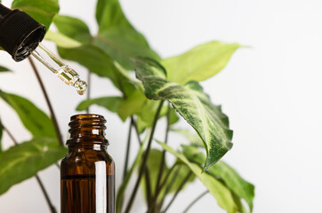 Herbal essential oil with dropper. Alternative medicine, spa, relaxing and wellness concept. Close up