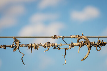  Cut vines crook on the guide wire in the vineyard