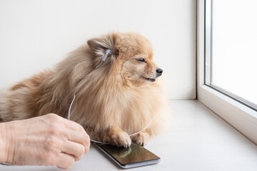 A domestic pet, a dog, a small light German Spitz looks out the window and listens to music with headphones on a smartphone.