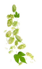 Fresh green hop branch, isolated on a white background. Hop cones for making beer and bread.