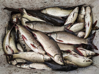 Fresh fish in the basket at fish market, fish industry.