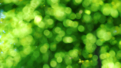 green abstract bokeh background