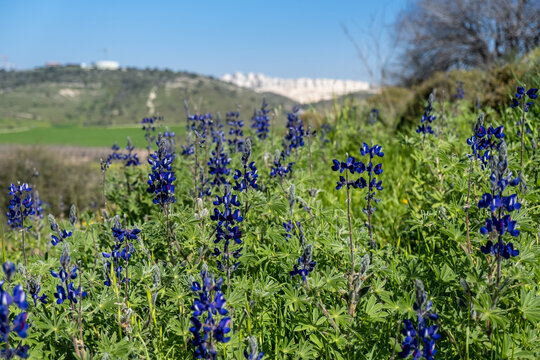 Beautiful blue lupine flowers (Lupinus polyphyllus) grow on Sokho hill