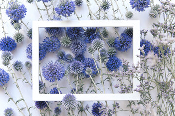 Beautiful eryngium flowers and white  frame on light pastel background. Nature concept. Selective focus. Flat lay. Top view.