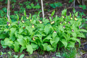 Beautiful Lady's-slipper orchid in a forest