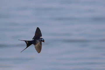 Swallow bird (Wire-tailedSwallow) flying on the sea, Freedom concept