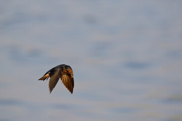 Swallow bird (Wire-tailedSwallow) flying on the sea, Freedom concept